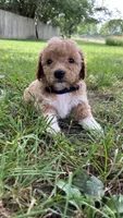 Zinnia, a female Bichpoo for sale in Arthur, IL – 3 of 4