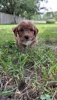 Hundley, a male Bichpoo for sale in Arthur, IL – 2 of 5