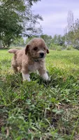 Poppi, a female Bichpoo for sale in Arthur, IL – 3 of 4