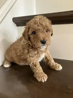 Henry, a male Poochon for sale in Arthur, IL – Photo 2 of 4