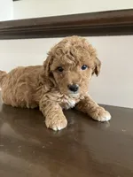 Henry, a male Poochon for sale in Arthur, IL – Photo 1 of 4