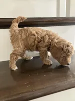 Henry, a male Poochon for sale in Arthur, IL – Photo 4 of 4