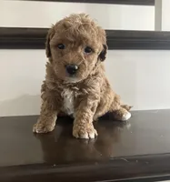 Henry, a male Poochon for sale in Arthur, IL – Photo 3 of 4