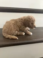 Snickers, a male Bichpoo for sale in Arthur, IL – 2 of 3