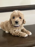 Daisy, a female Poochon for sale in Arthur, IL – Photo 3 of 4