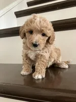 Daisy, a female Poochon for sale in Arthur, IL – Photo 1 of 4