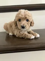 Daisy, a female Poochon for sale in Arthur, IL – Photo 2 of 4