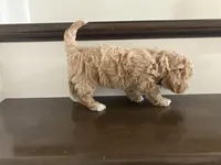 Daisy, a female Poochon for sale in Arthur, IL – Photo 4 of 4