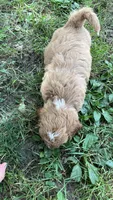 Hundley, a male Bichpoo for sale in Arthur, IL – 4 of 5
