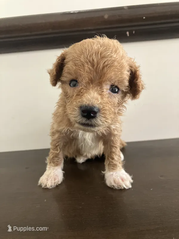 Sparkles – Bichpoo puppy for sale in Arthur, IL
