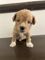 Sparkles, a female Bichpoo for sale in Arthur, IL – 1 of 3