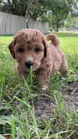 Molly, a female Bichpoo for sale in Arthur, IL – 2 of 4