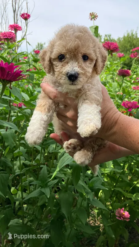 Poppi – Bichpoo puppy for sale in Arthur, IL