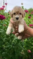 Poppi, a female Bichpoo for sale in Arthur, IL – 1 of 4
