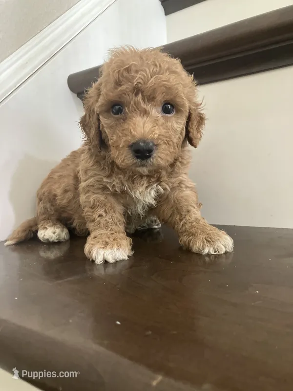 Snickers – Bichpoo puppy for sale in Arthur, IL