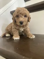 Snickers, a male Bichpoo for sale in Arthur, IL – 1 of 3