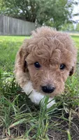 Zinnia, a female Bichpoo for sale in Arthur, IL – 2 of 4