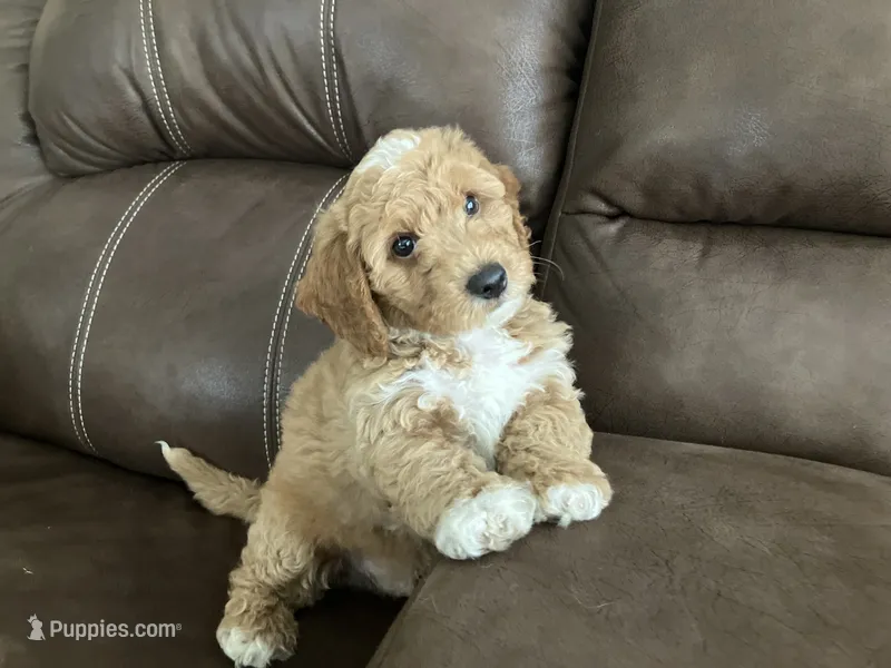 Hundley – Bichpoo puppy on hold in Arthur, IL
