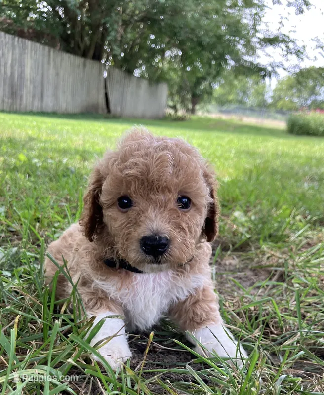 Zinnia – Bichpoo puppy for sale in Arthur, IL