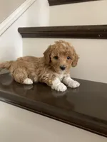 Rosie, a female Poochon for sale in Arthur, IL – Photo 2 of 4