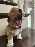 Rosie, a female Poochon for sale in Arthur, IL – Photo 3 of 4