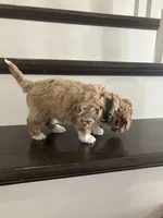 Rosie, a female Poochon for sale in Arthur, IL – Photo 4 of 4