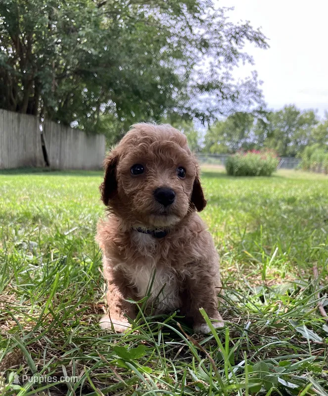 Pretzel  – Bichpoo puppy for sale in Arthur, IL