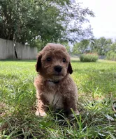 Pretzel , a male Bichpoo for sale in Arthur, IL – 1 of 4