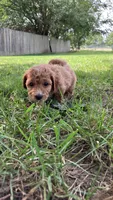 Molly, a female Bichpoo for sale in Arthur, IL – 4 of 4