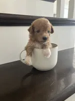 Sparkles, a female Bichpoo for sale in Arthur, IL – 3 of 3
