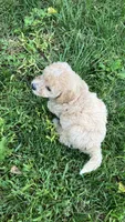 Poppi, a female Bichpoo for sale in Arthur, IL – 4 of 4