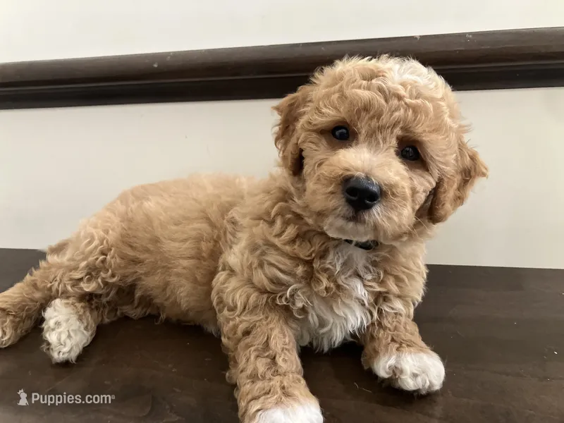 Pretzel  – Bichpoo puppy for sale in Arthur, IL