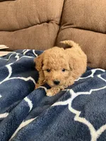 Winston, a male Poochon for sale in Arthur, IL – Photo 4 of 4