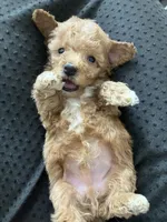 Winston, a male Poochon for sale in Arthur, IL – Photo 3 of 4