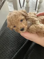 Winston, a male Poochon for sale in Arthur, IL – Photo 2 of 4