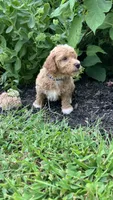 Pretzel , a male Bichpoo for sale in Arthur, IL – 4 of 4