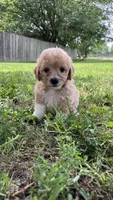 Poppi, a female Bichpoo for sale in Arthur, IL – 2 of 4