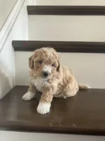 Sadie, a female Poochon for sale in Arthur, IL – Photo 2 of 4