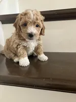 Sadie, a female Poochon for sale in Arthur, IL – Photo 4 of 4