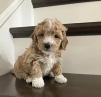 Sadie, a female Poochon for sale in Arthur, IL – Photo 1 of 4