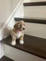 Sadie, a female Poochon for sale in Arthur, IL – Photo 3 of 4