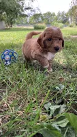Hundley, a male Bichpoo for sale in Arthur, IL – 5 of 5