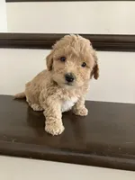 Mudge, a male Poochon for sale in Arthur, IL – Photo 1 of 5