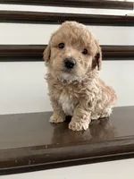 Mudge, a male Poochon for sale in Arthur, IL – Photo 4 of 5