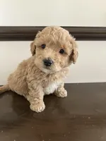 Mudge, a male Poochon for sale in Arthur, IL – Photo 2 of 5