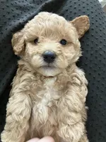 Mudge, a male Poochon for sale in Arthur, IL – Photo 3 of 5