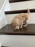 Mudge, a male Poochon for sale in Arthur, IL – Photo 5 of 5