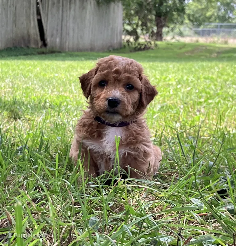 Molly – Bichpoo puppy for sale in Arthur, IL