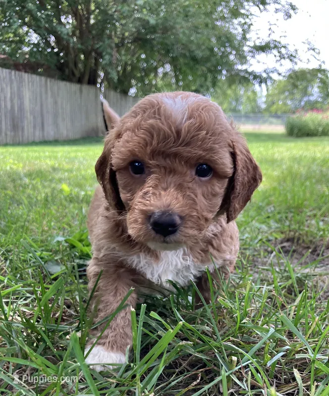 Hundley – Bichpoo puppy for sale in Arthur, IL