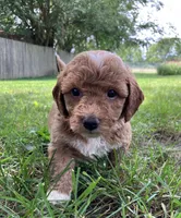 Hundley, a male Bichpoo for sale in Arthur, IL – 1 of 5